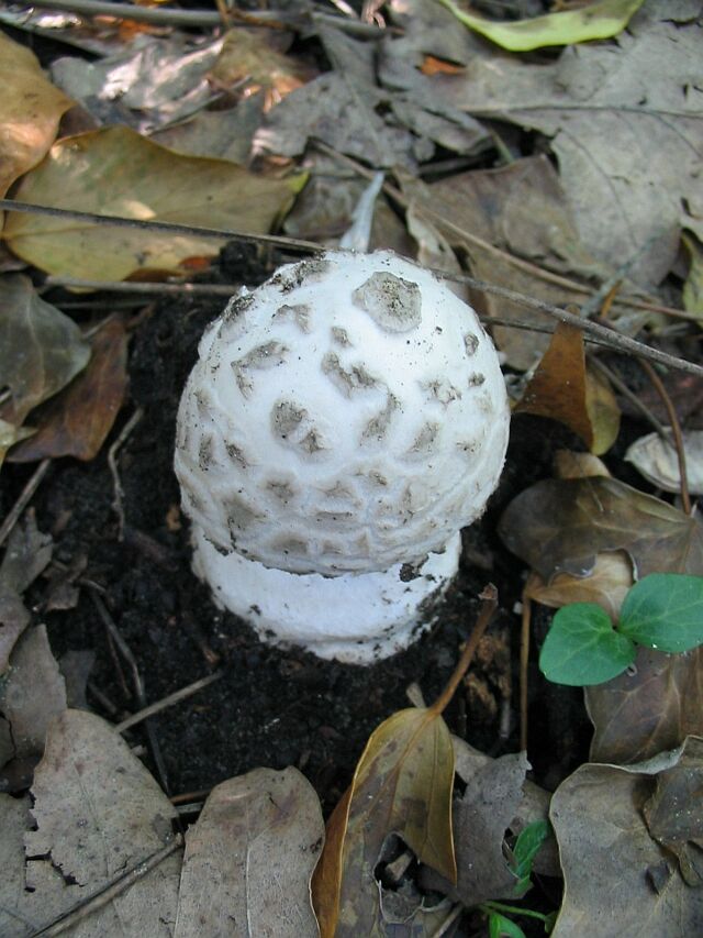 Calvatia utriformis e Amanita strobiliformis